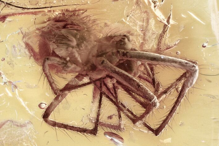 Detailed Fossil Spider (Araneae) In Baltic Amber #346623